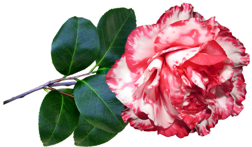 Camellia,  Dryžuotas,  Gėlė,  Žydi,  Augalas