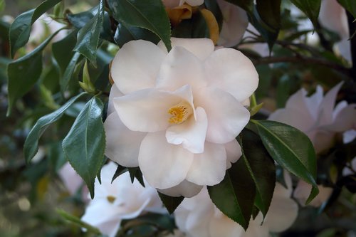 Camellia,  Gėlės,  Pavasaris,  Dekoratyvinių Krūmų,  Iš Arti