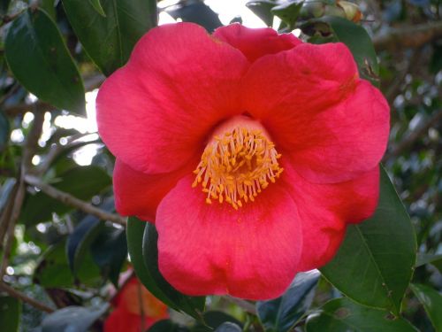 Kamelija, Univalve, Raudona, Camellia Japonica