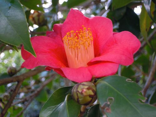 Kamelija, Univalve, Pistil, Camellia Japonica