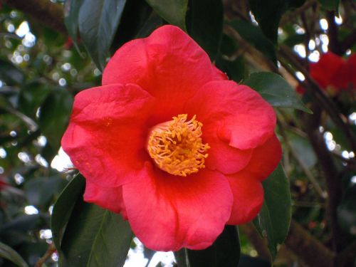 Kamelija, Univalve, Pistil, Camellia Japonica