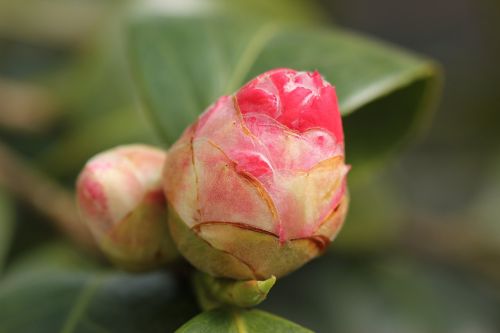 Camellia Bud, Raudona, Sodas, Pavasaris