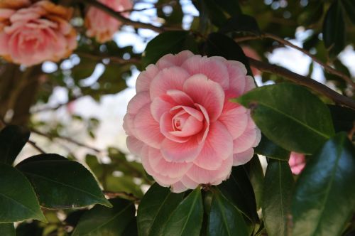 Camellia Gėlė, Korėjos Respublika, Hainanas, Kamelija, Dongbaek