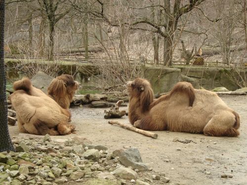 Kupranugariai, Baktrijos Kupranugariai, Žinduoliai, Gyvūnas, Laukinė Gamta, Laukiniai, Zoologija, Žinduolis, Rūšis, Dykuma, Aplinka, Lauke, Gamta