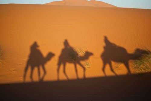 Kupranugariai, Magi, Dykuma, Marokas