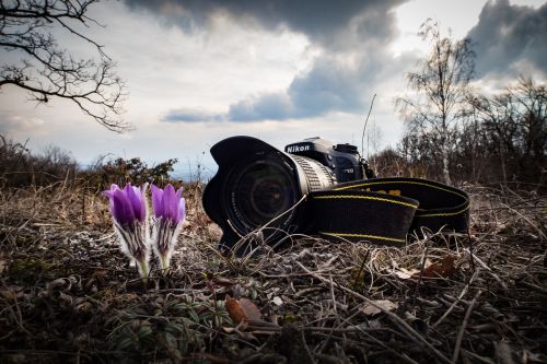 Fotoaparatas, Nikon, Pavasaris, Gėlė, Augalas, Gamta, Žydėti
