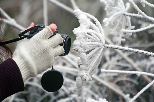 Fotoaparatas, Žiema, Sušaldyta, Apledėjimas, Baltos Spalvos, Šaltis, Šaltas, Ranka, Gėlė, Pirštinės