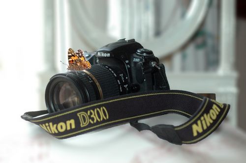 Fotoaparatas, Nikon, D300, Drugelis, Makro, Fotografija, Gyvūnas, Vabzdys