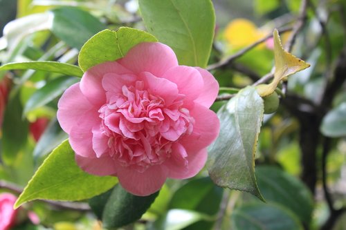 Camilla,  Rožinė Gėlė,  Pavasario Gėlės