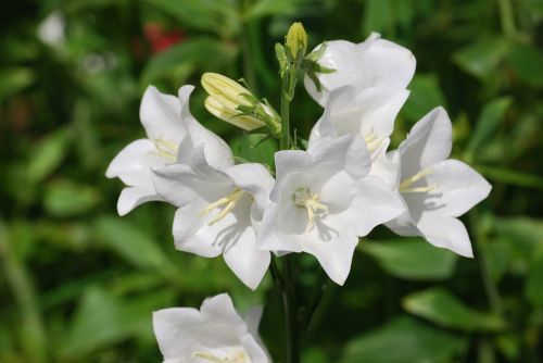 Campanula, Varpelio Gėlė, Balta, Gėlė, Canterbury Varpas