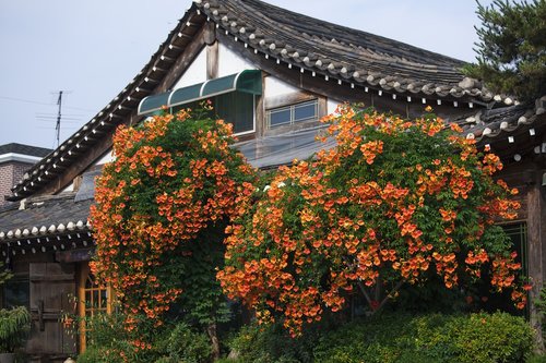 Campsis,  Hanok,  Gėlės,  Tradicinis Pastatas,  Stogo Čerpė,  Korėjos Respublika,  Namai