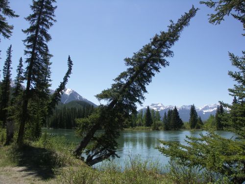 Kanada, Banff, Nacionalinis Parkas, Gamta, Miškai, Banfo Nacionalinis Parkas, Vakarų Kanadoje, Alberta, Medis, Eglė, Askew, Nukristi