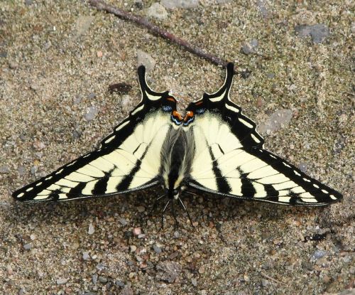 Kanados Tigro Griuvėsiai, Papilio Canadensis, Drugelis, Moneymore, Ontarijas, Kanada