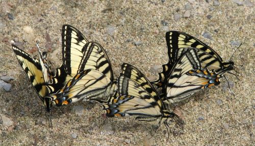 Kanados Tigro Griuvėsiai, Papilio Canadensis, Purvo Lūžio Klubas, Elnias Roko Ežeras, Ontarijas, Kanada
