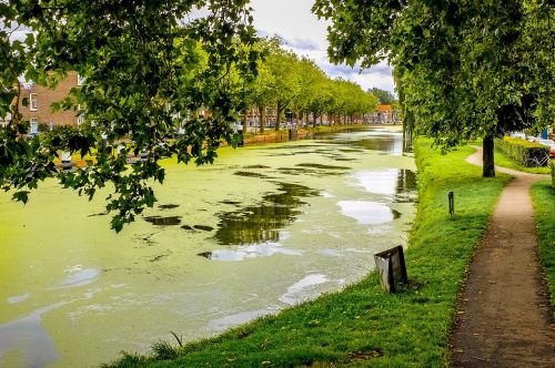 Kanalas, Upė, Putos, Alga, Gamta, Medis, Kelias, Kraštovaizdis, Delftas, Nyderlandai, Holland, Europa