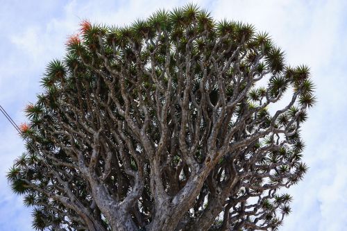 Kanarų Salos Drakonas Medis, Drakonas Medis, Dracena Draco, Estetinis, Filialai, Karūna, Medis, Dracena, Šparagų Augalas, Asparagaceae, El Drago, Tenerifė, Icod De Los Vinos, Kanarų Salos, Ankštiniai