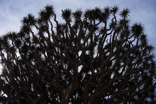 Kanarų Salos Drakonas Medis, Drakonas Medis, Dracena Draco, Estetinis, Filialai, Karūna, Medis, Dracena, Šparagų Augalas, Asparagaceae, El Drago, Tenerifė, Icod De Los Vinos, Kanarų Salos