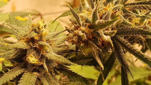 Kanapių, Augti, Marijuana