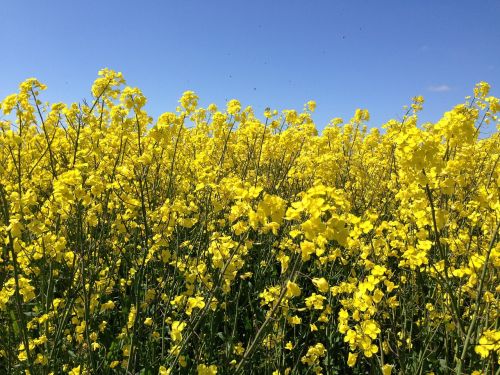 Canola, Laukas, Gamta