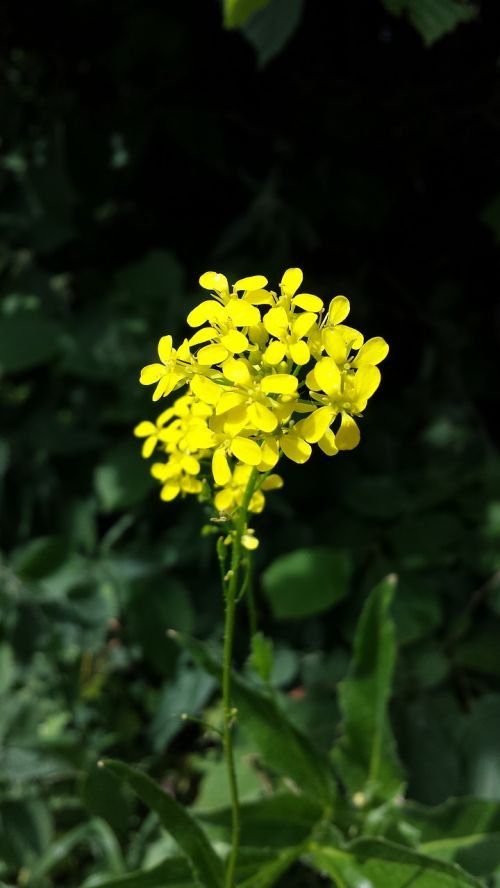 Canola, Vasara, Gamta, Geltona, Švedija, Gėlė