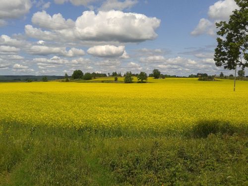 Canola, Aliejinių Augalų Sėklos, Geltona, Laukas, Vasara