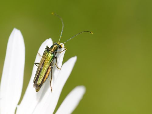 Cantharis, Vabzdys, Makro