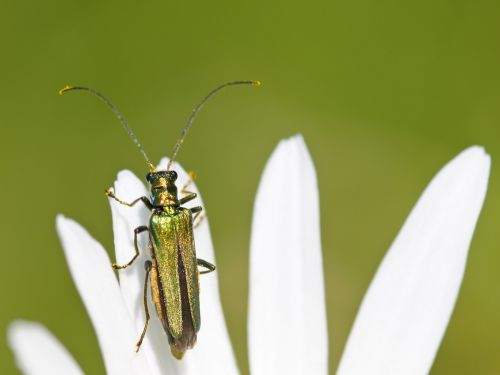 Cantharis, Vabzdys, Makro