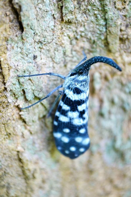 Canthigaster Cicada, Intarpas, Spalvinga, Vabzdys, Kenkėjas, Drugelis, Keista, Šri Lanka, Mawanella, Ceilonas, Anduppoochchi