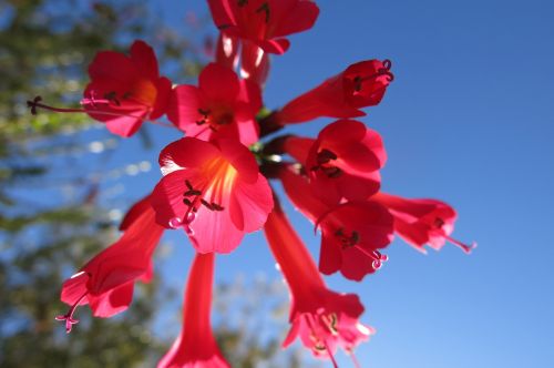 Cantua Buxifolia, Nacionalinė Gėlė Peru, Kolibrio Gėlė, Graikų Valerijonų Augalas