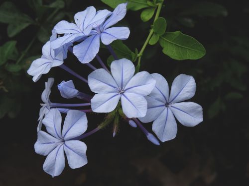Cape Europaea, Gėlė, Plumbago, Augalas, Mėlynas, Plumbago Auriculata, Flora, Gamta, Uždaryti