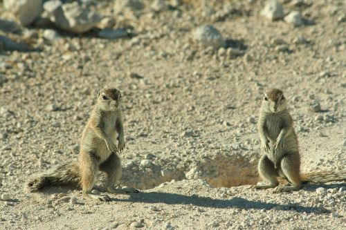 Viršūnių Voverė, Voverė, Namibija, Xerus Inauris