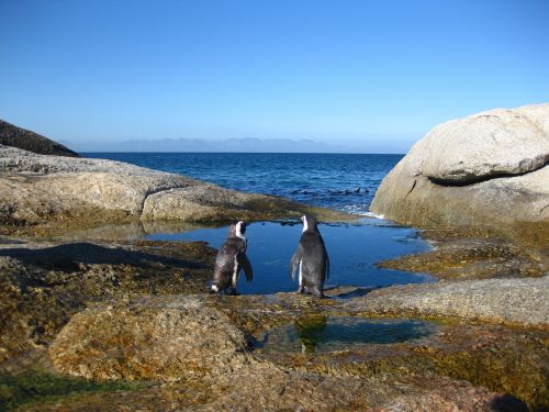 Geros Viltys, Pietų Afrika, Pingvinas, Viršūnių Taškas, Viršutinė Viršutinė Dalis
