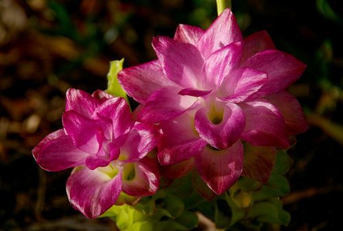 Cape York Lily, Gėlės, Žydi, Imbieras, Rožinis, Sodas, Pavasaris, Australia