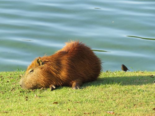 Capybara,  Gyvūnas,  Ežeras,  Vanduo,  Capybara