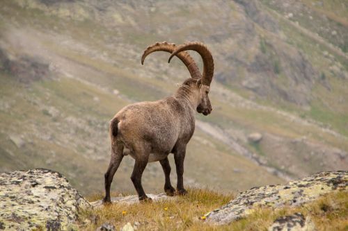 Kazkas, Alpių, Laukinis Gyvūnas, Laukinės Gamtos Fotografija, Gyvūnų Šūviai