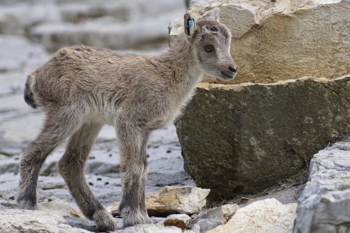 Kazkas, Kitz, Jaunas, Steenbok, Kūdikis, Gyvūnas, Kailis, Alpinizmas