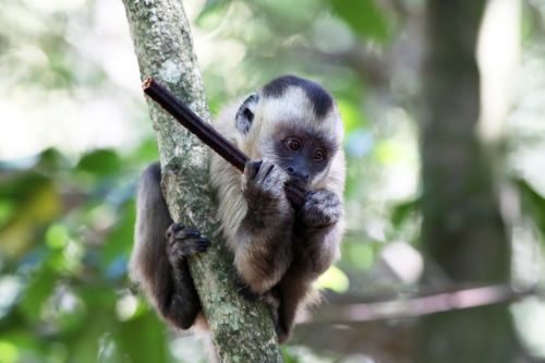 Capuchin Beždžionė, Maitinimas, Primatas, Gyvūnas, Laukiniai, Natūrali Buveinė
