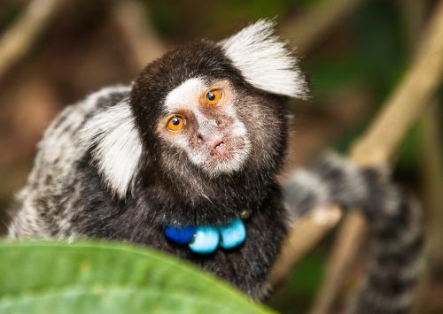 Capuchin Beždžionė, Beždžionė, Mico, Gamta, Rio De Žaneiras
