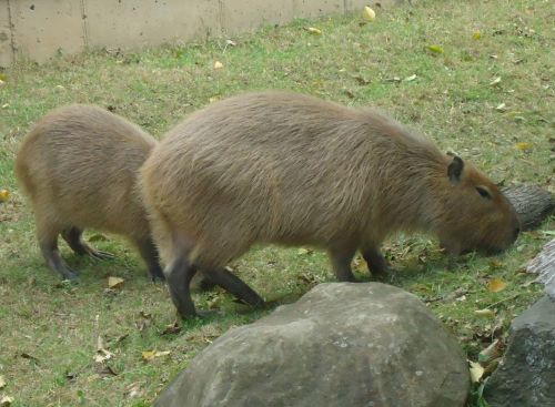 Gyvūnas,  Graužikas,  Žinduolis,  Capybara,  Capybara