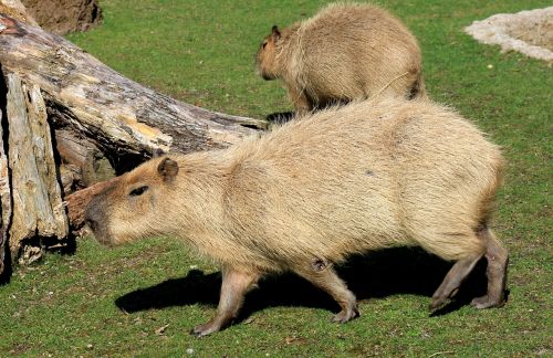 Capybara, Graužikas, Zoologijos Sodas