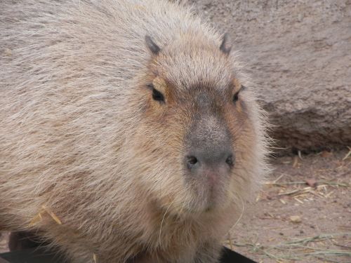 Capybara, Graužikas, Albuquerque Zoologijos Sodas