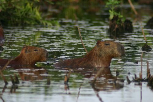 Capybara, Purvas, Žolė