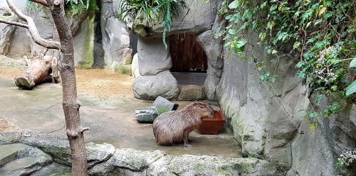 Capybara, Zoologijos Sodas, Familienzoo, Zoologijos Sodai, Gamta, Gyvūnas, Graužikas, Panašus Į Triušį, Žinduolis