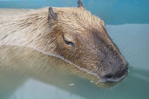 Capybara, Derliaus Kalnai, Mano