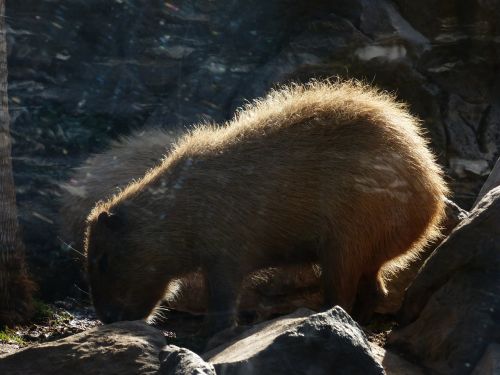 Capybara, Gyvūnas, Hydrochoerus Hydrochaeris, Žinduolis, Graužikas, Kailis, Atgal Šviesa, Nager, Pūkuotas, Fauna