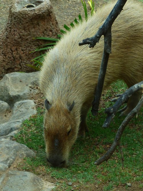 Capybara, Gyvūnas, Hydrochoerus Hydrochaeris, Žinduolis, Graužikas, Kailis, Nager, Pūkuotas, Fauna, Panašus Į Triušį