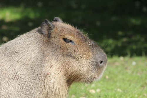 Capybara, Graužikas, Hydrochoerus Hydrochaeris, Nager, Caviidae