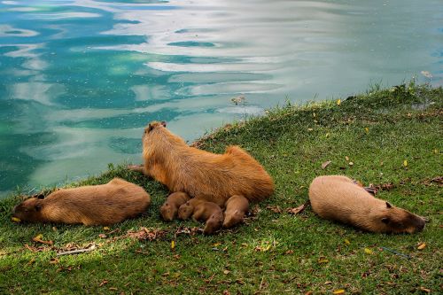 Capybara, Gyvūnas, Ežeras, Šeima, Gyvūnai