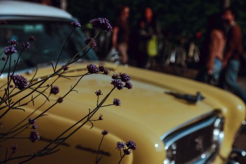 Automobilis, Vintage, Gėlė