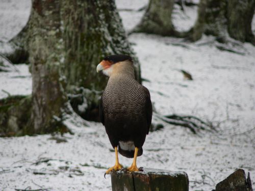 Carancho, Paukščiai, Paukštis, Gamta, Gyvūnas, Fauna